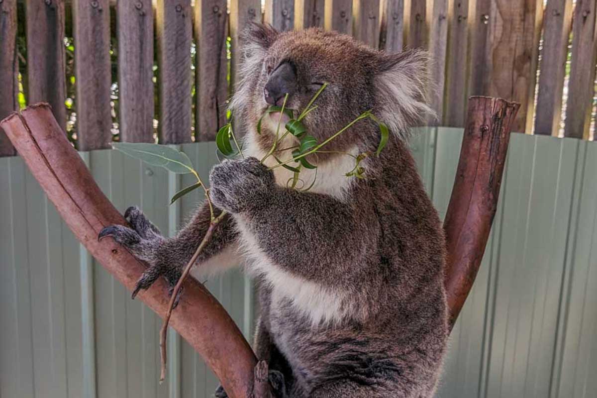 A-koala-at-Featherdale Wildlife Park on a tour from Sydney Australia