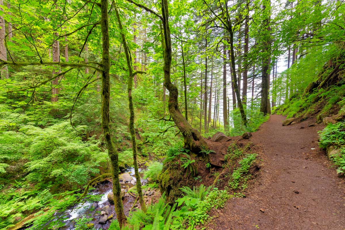 A trail on the Columbia River Gorge seen on a tour from Portland Oregon