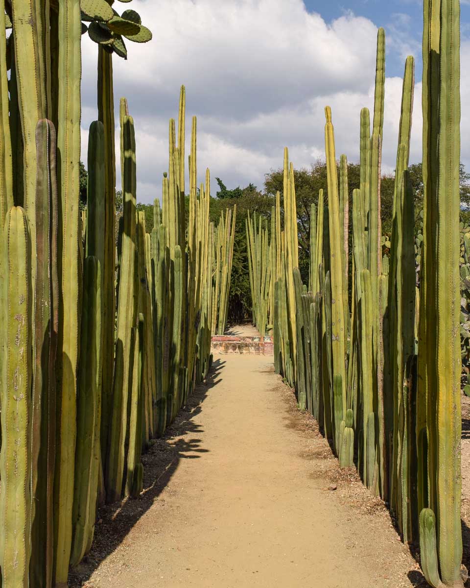 Cactus plants in Ethnobotanical garden of Oaxaca, Mexico