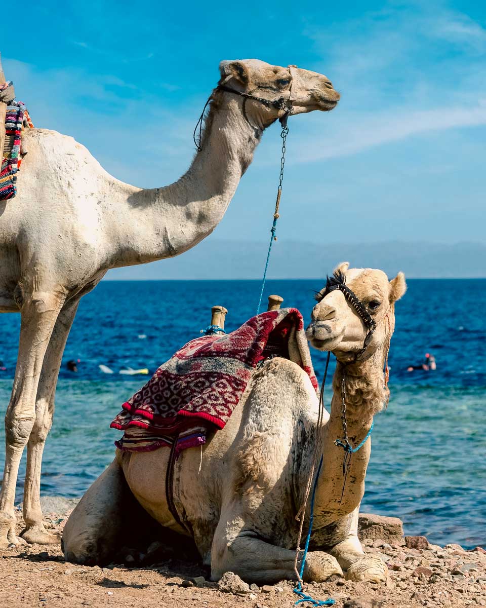 Camels-seen-by-the-sea-during-a-tour from Cabo San Lucas Mexico