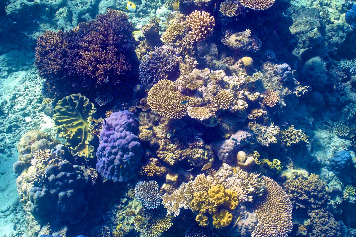 Coral in the Great Barrier Reef in Australia on a cruise tour from Cairns
