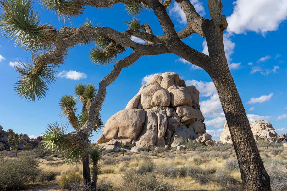 Intersection rock in joshua tree national park on a tour from Palm Springs California