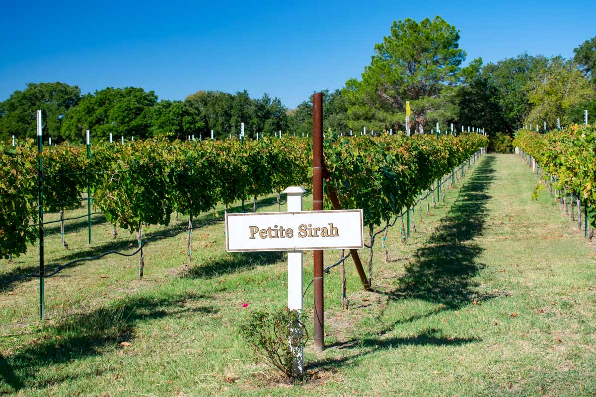 Petite Sirah Grapes Growing in Fredericksburg Texas Vineyard on a tour from San Antonio Texas