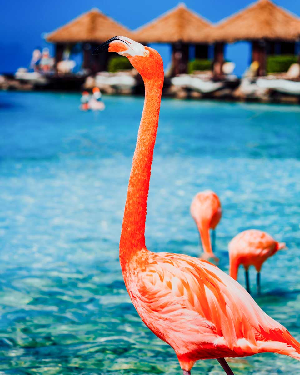 Renaissance Island flamingo on the beach in Aruba