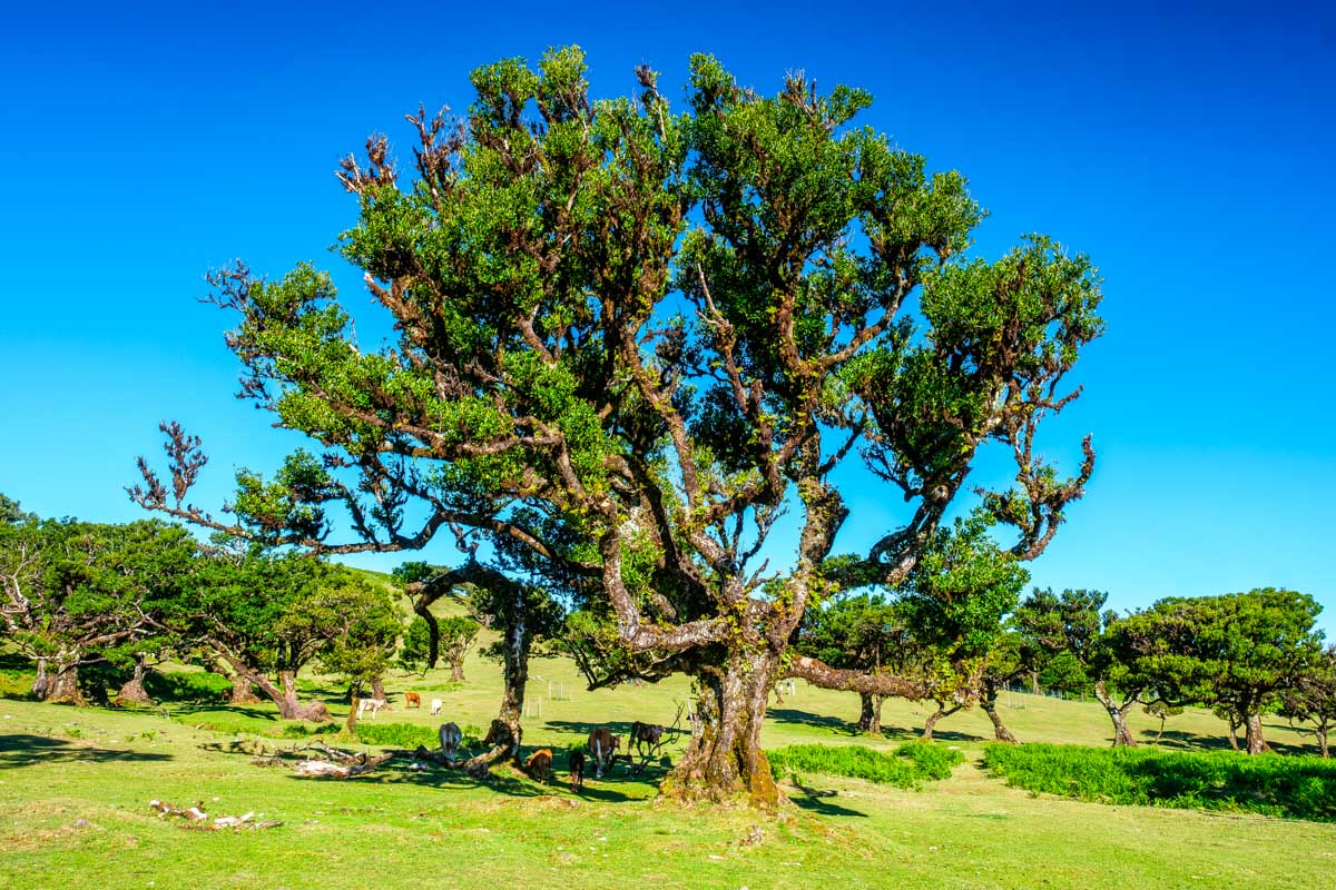 The Fanal Forest seen on a tour in Madeira Portugal