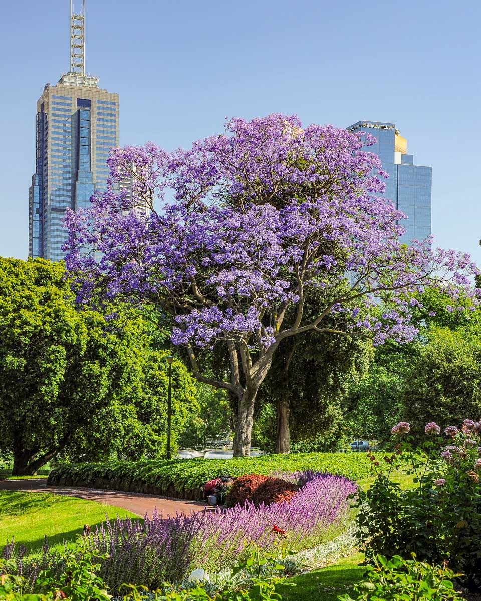 The Royal Botanic Gardens in Melbourne Australia