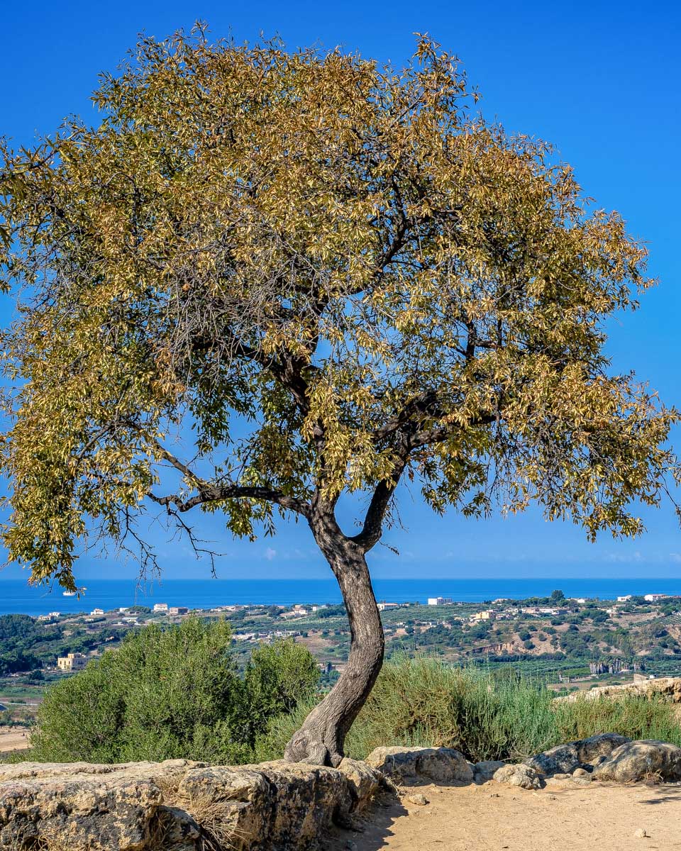 Valley of the Temples in Agrigento Sicily Italy