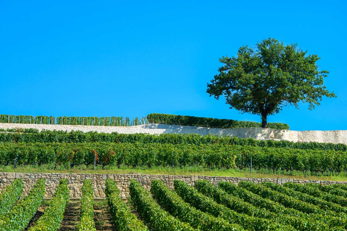 Vineyards of Saint Emilion, Bordeaux France