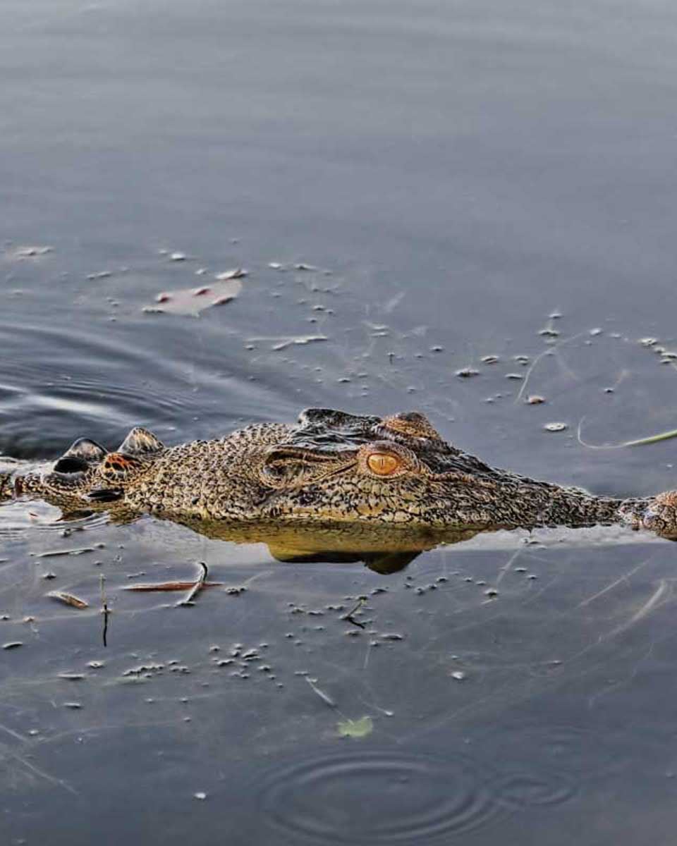 A-crocodile-iseen-on-a-cruise-and day tour in Belize