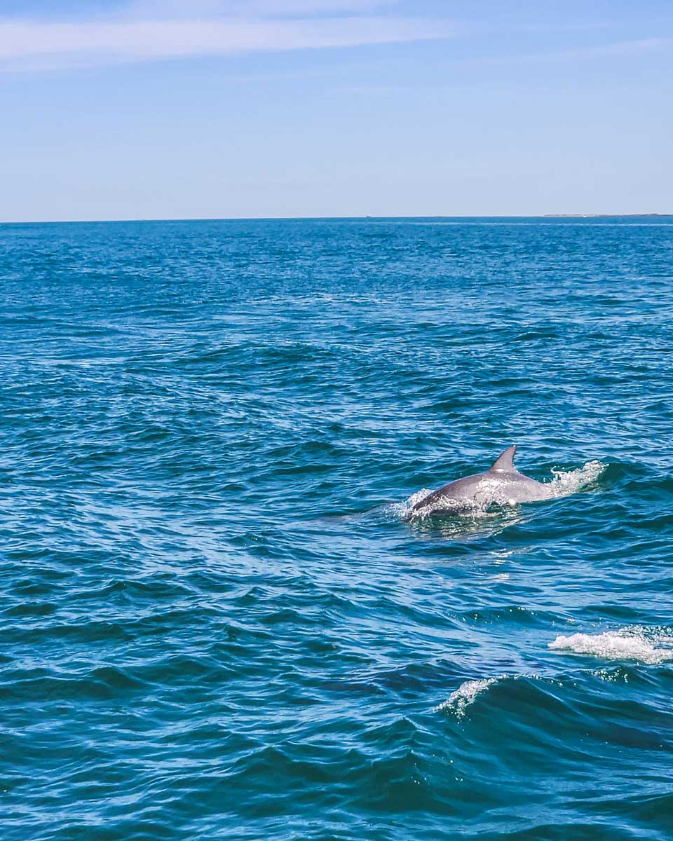 A-dolphin-seen-on-a-tour-from Faro-Portugal