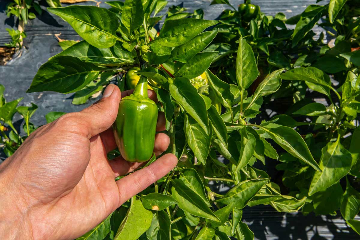 A pepper picked for a cooking class in Greece