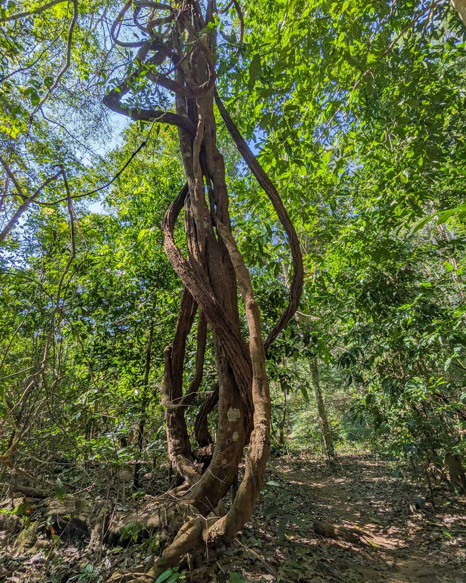 A tree seen on a jungle trek through Chiang Mai Thailand