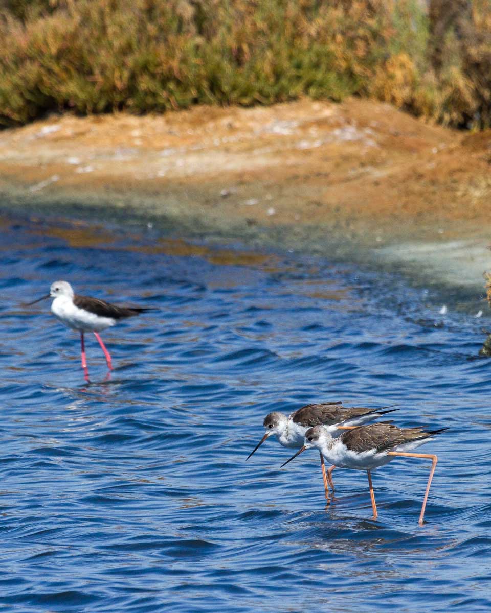 Birds seen on a segway birdwatching tour of Ria Formosa Natural Park on a tour from Faro Portugal
