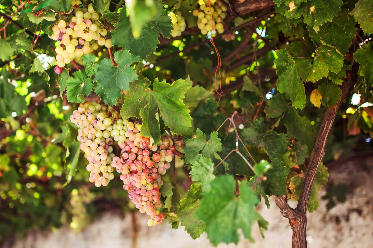 Grapes seen on a wine tour from Naxos Greece