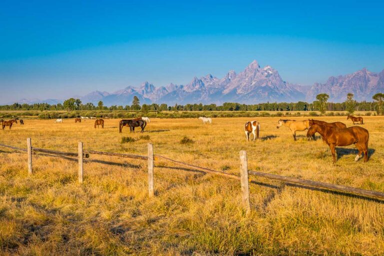 Horses and the Grand Tetons seen on a horseback tour from Jackson Hole Wyoming