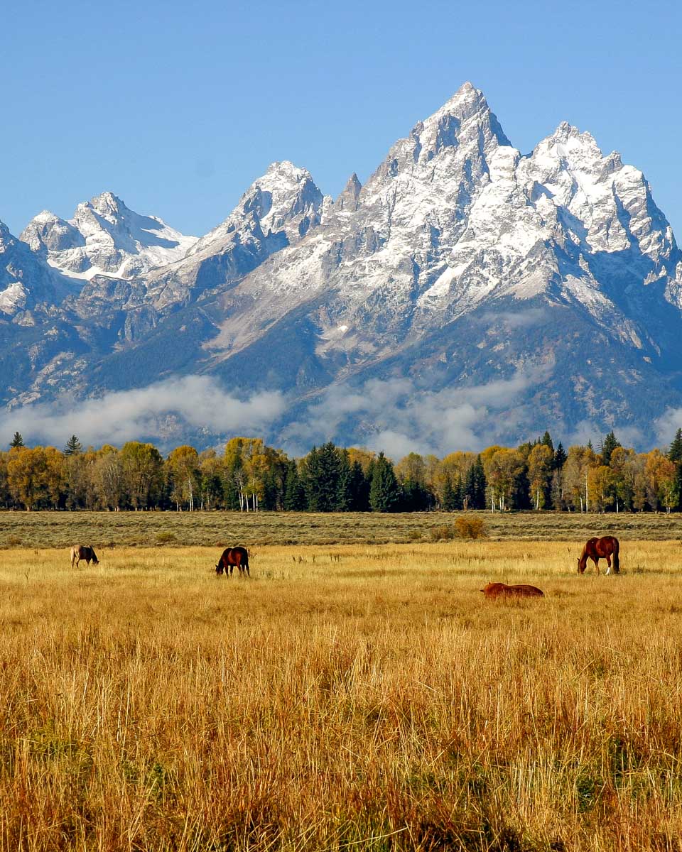 Horses graze by the Grand Tetons near Jackson Hole Wyoming