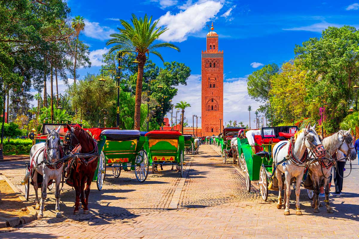 Horses in Marrakech Morocco