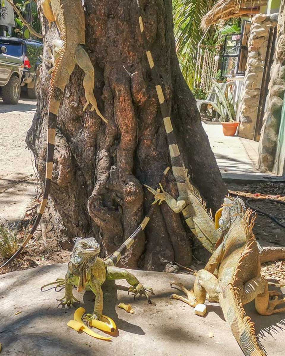 Iguanas in Saint Maarten