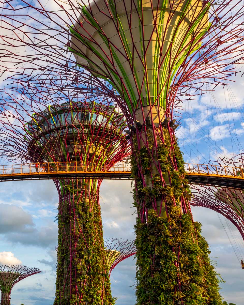 Large trees in The Gardens in Singapore