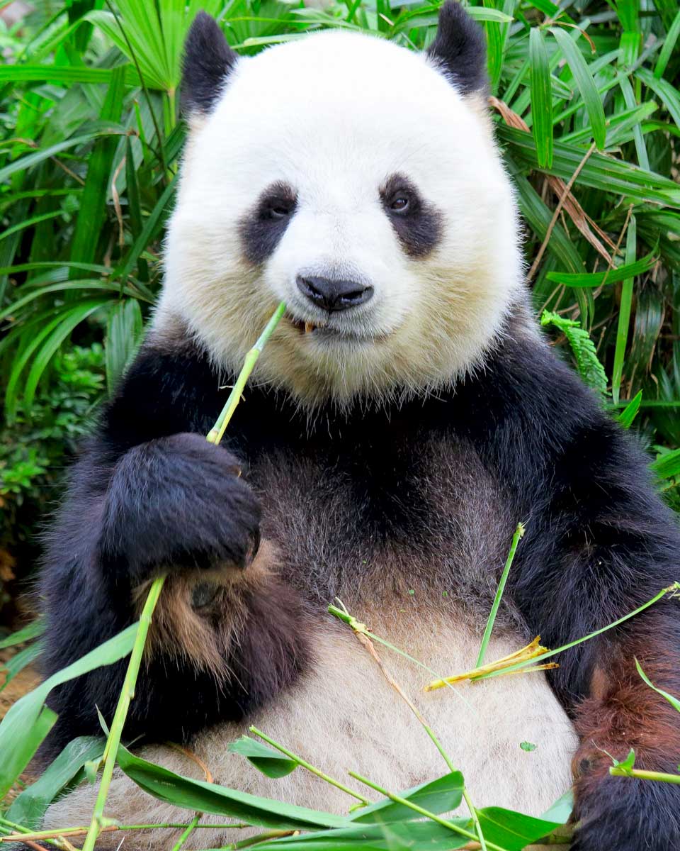 Panda eating bamboo in Beijing China