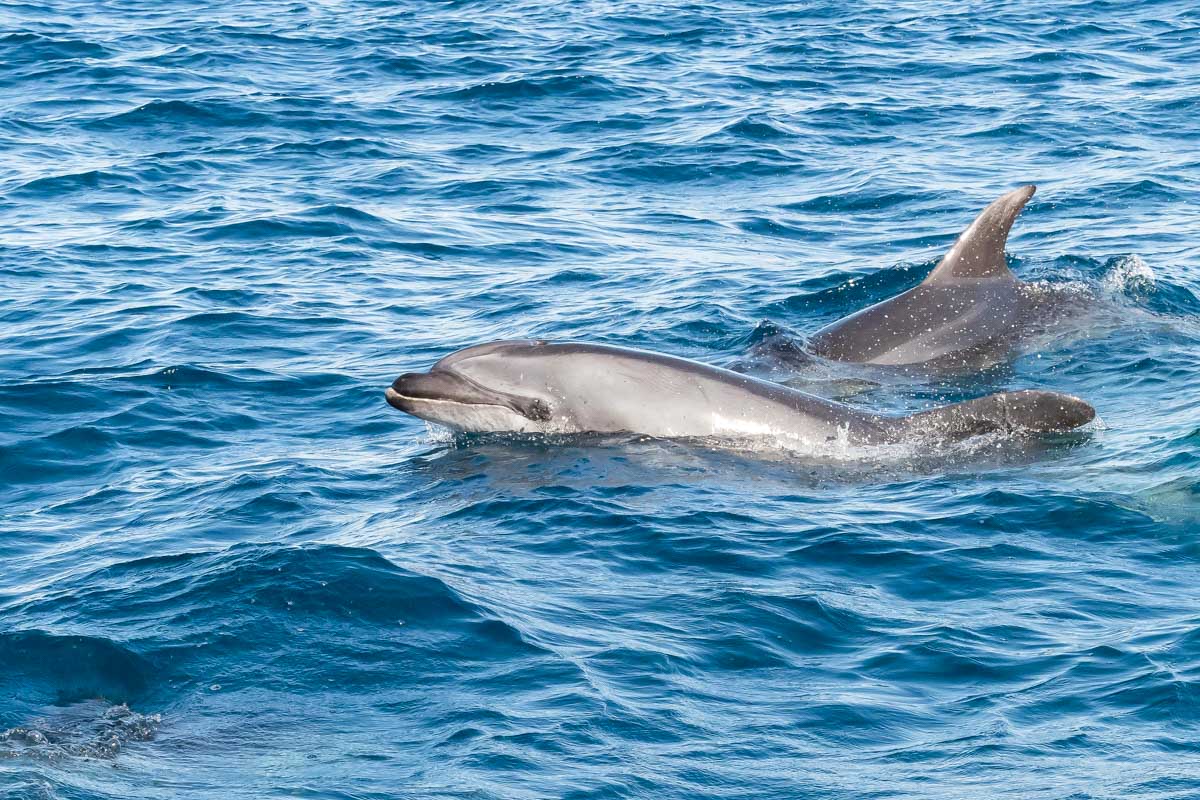 Two dolphins seen on a tour from Sardinia Italy