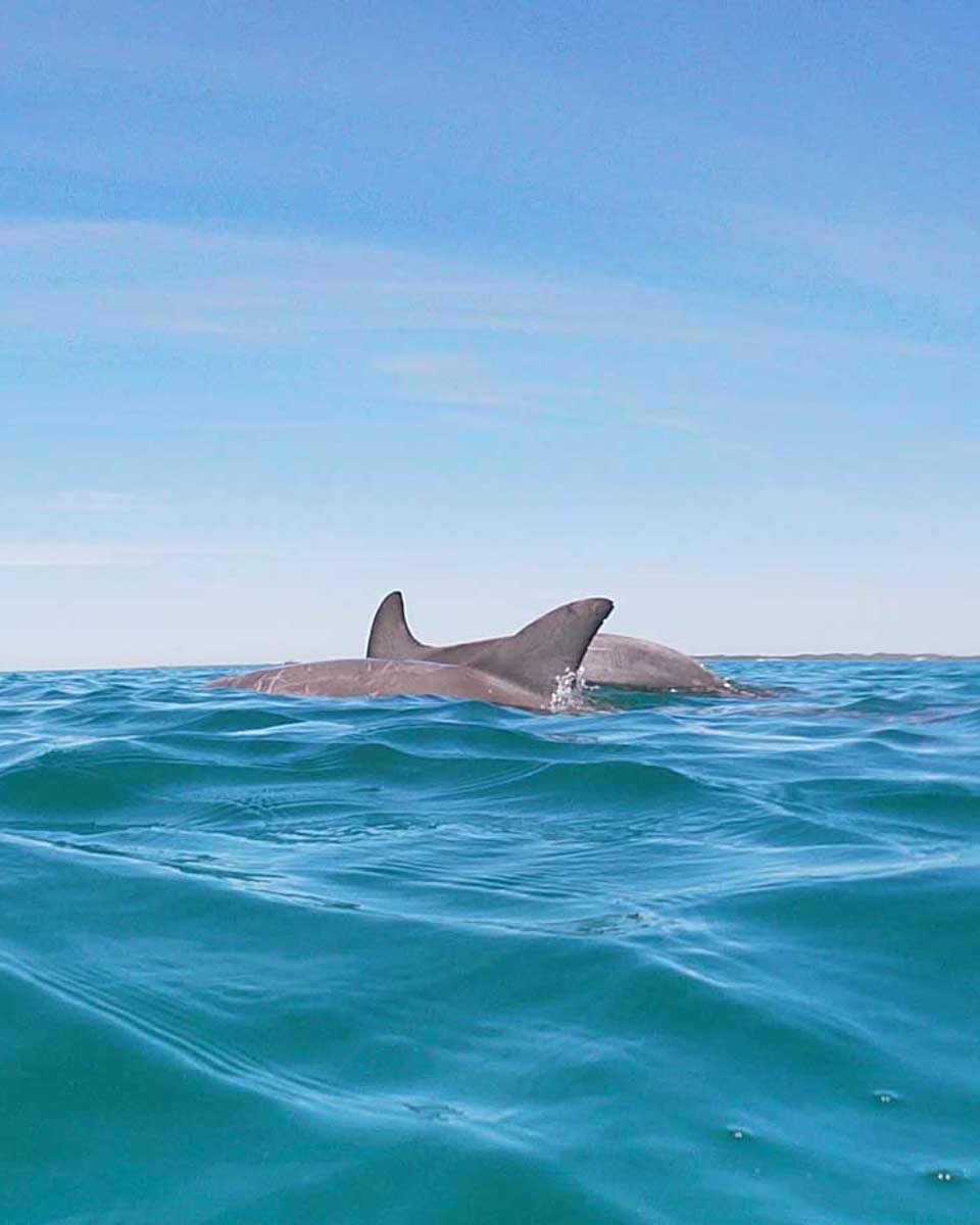 Two-dolphins-swim-int-he-water-in-front-of-us-in-Sardinia Italy