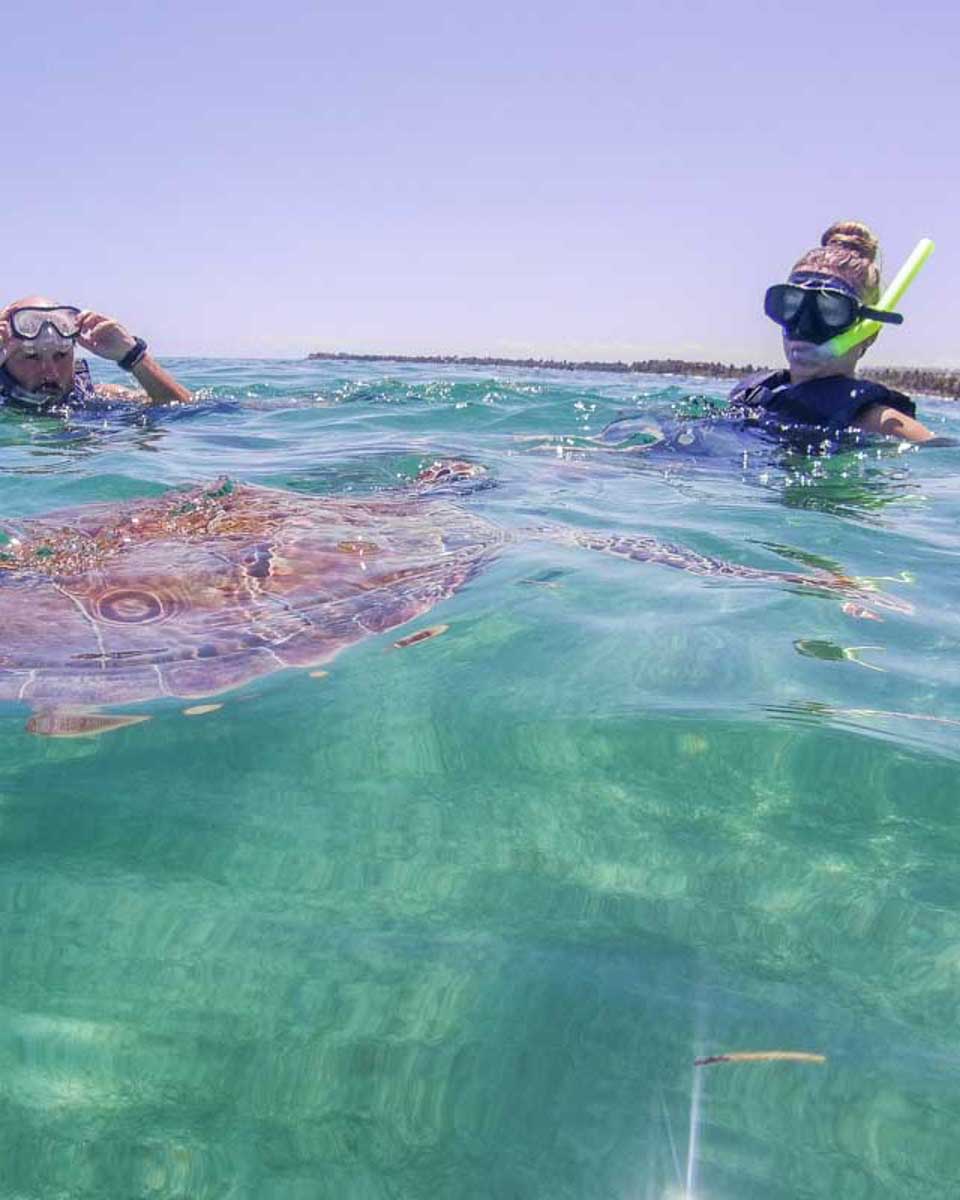 Two-people-swim-with-a-turtle-at-Cozumel-Mexico