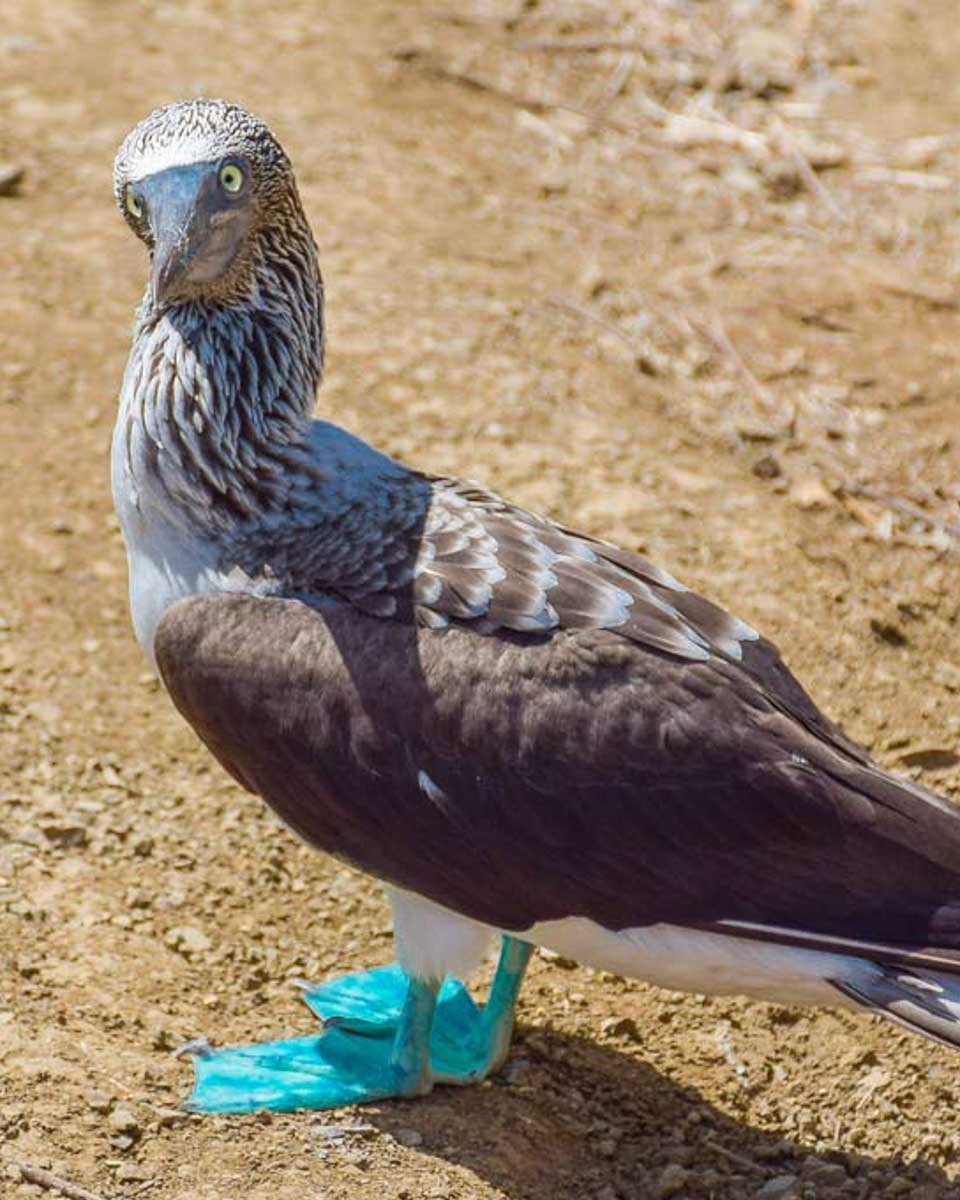 A Blue Footed Booby on Galapagos Islands Ecuador