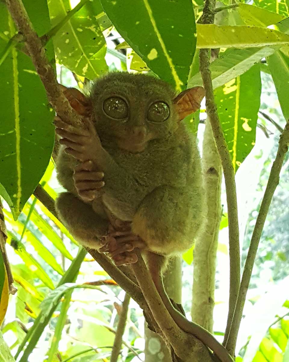 A-Pygmy-tarsier-seen-in-Bohol-Philippines