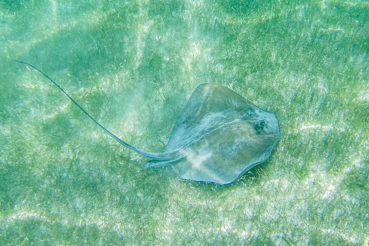 A-sting-ray-at-The-Beach-while-on-a-snorkeling-tour-in-Fajardo-Puerto-Rico