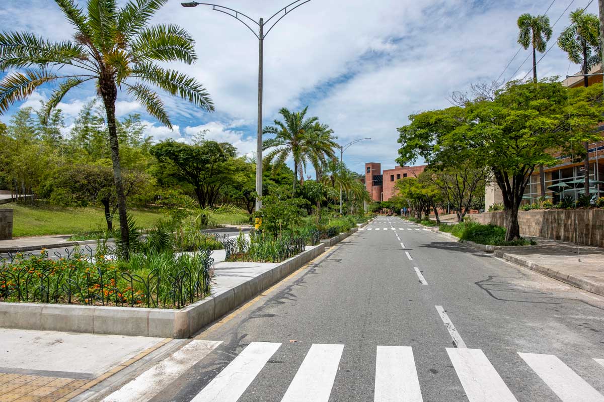A street and trees in Medellin Colombia