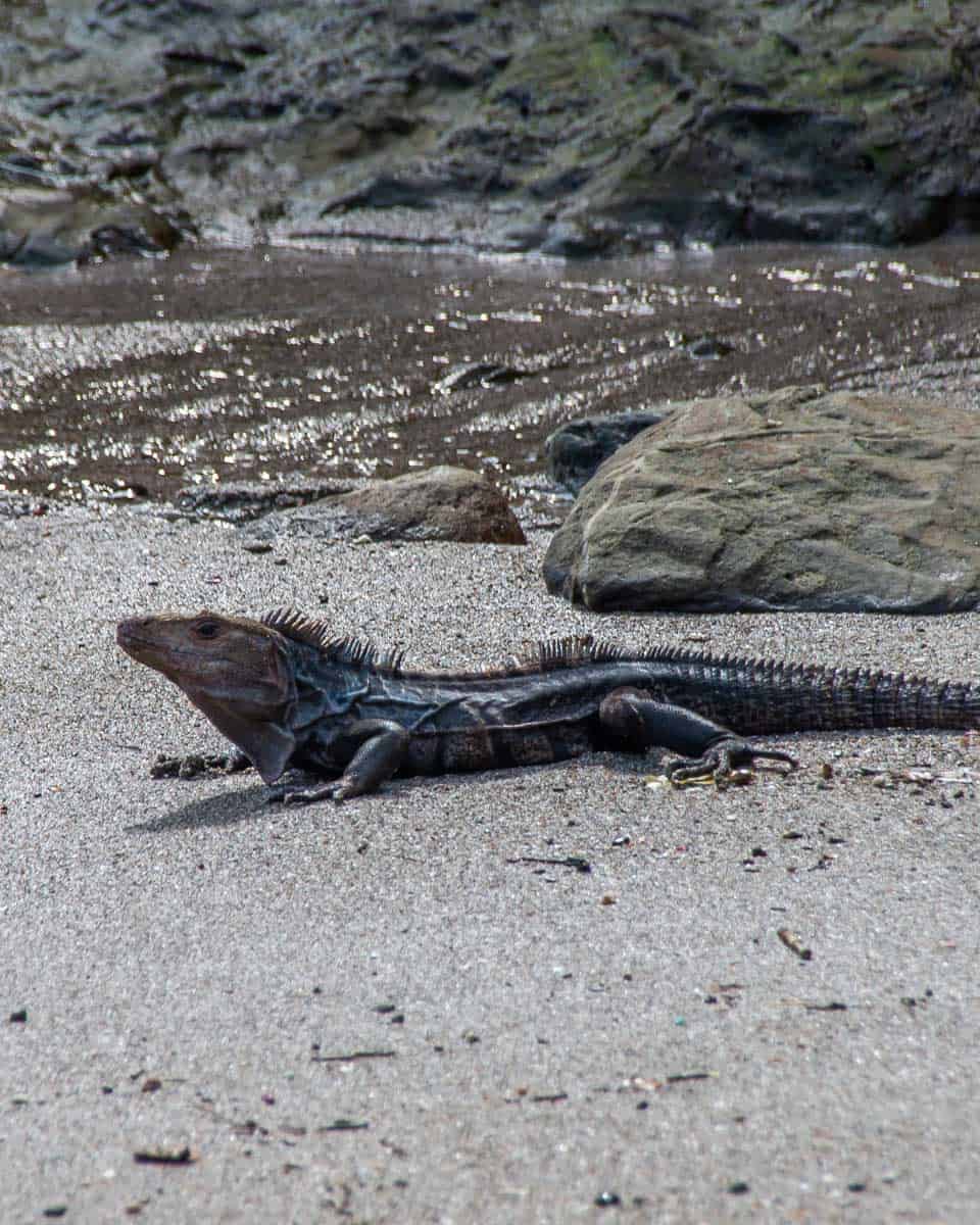 An-Iguana-in-Galapagos Islands Ecuador
