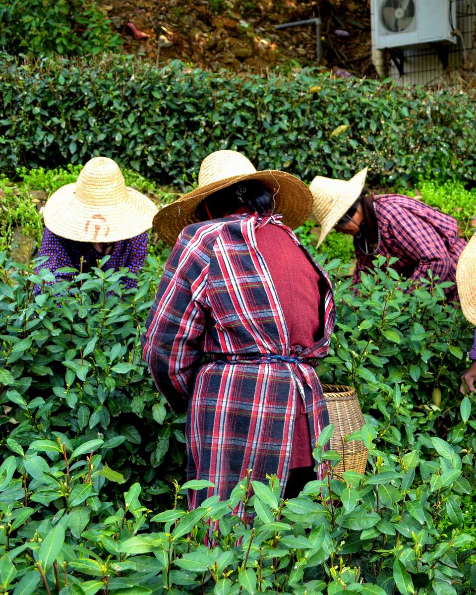 At the Longjin tea field in Hangzhou China on a tour from Shanghai