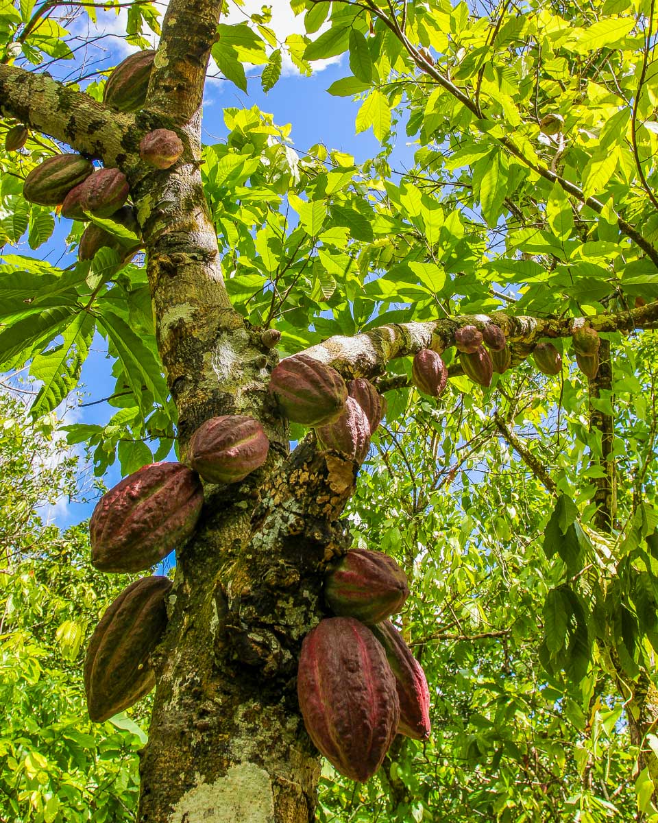 Cacao-sits-on-a-tree-at-a-farm-on-a-tour-in-Dominica