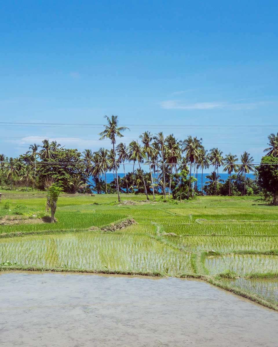 beautiful green rice fields flooded with water with trees and sea in the background