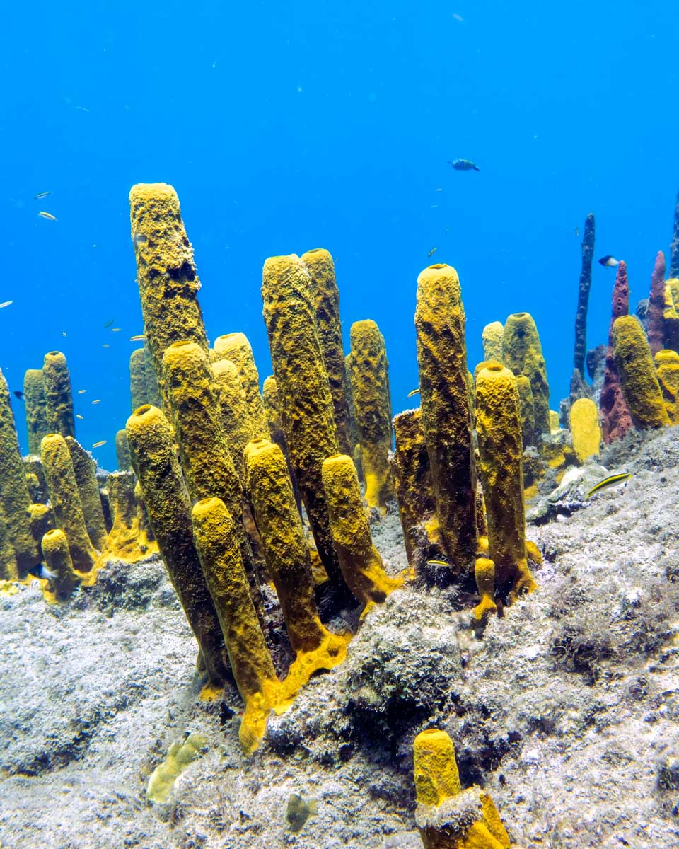 Soft coral on Champagne Reef near Roseau, Dominica