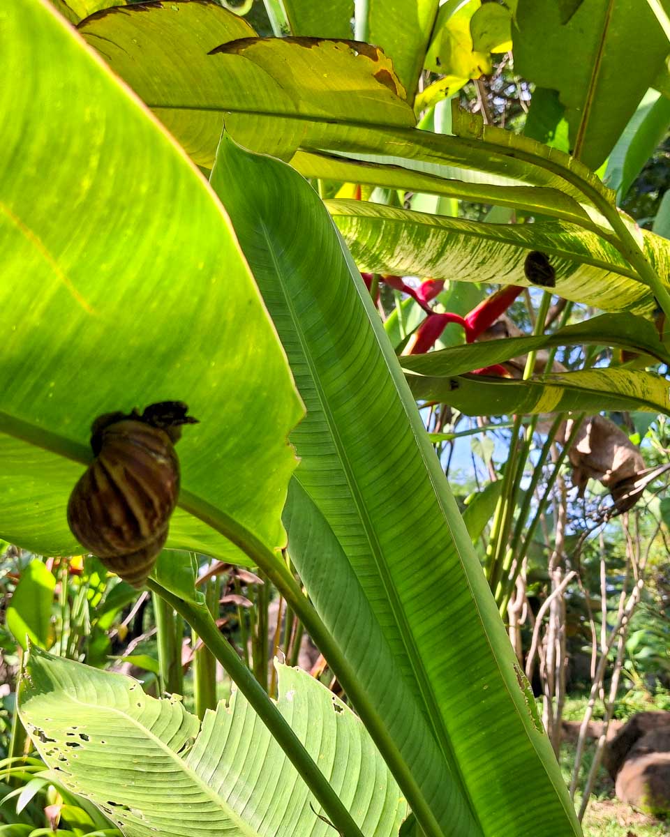 The Botanical Garden in Siem Reap Cambodia