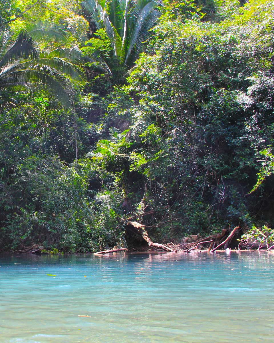 View of the river while river tubing in Dominica