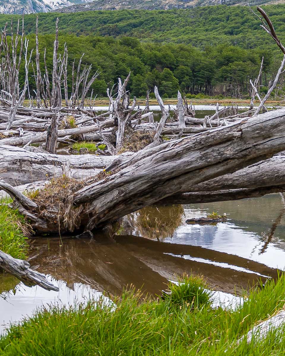 Views of Tierra del Fuego National park on a tour from Ushuaia Argentina (1)