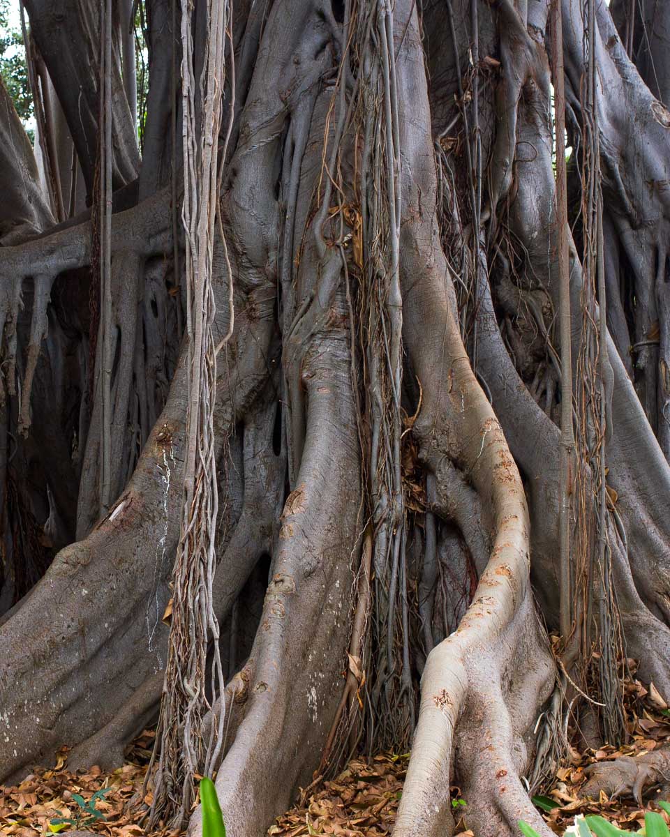A banyan tree seen in Conway National Park on a tour from Airlie Australia