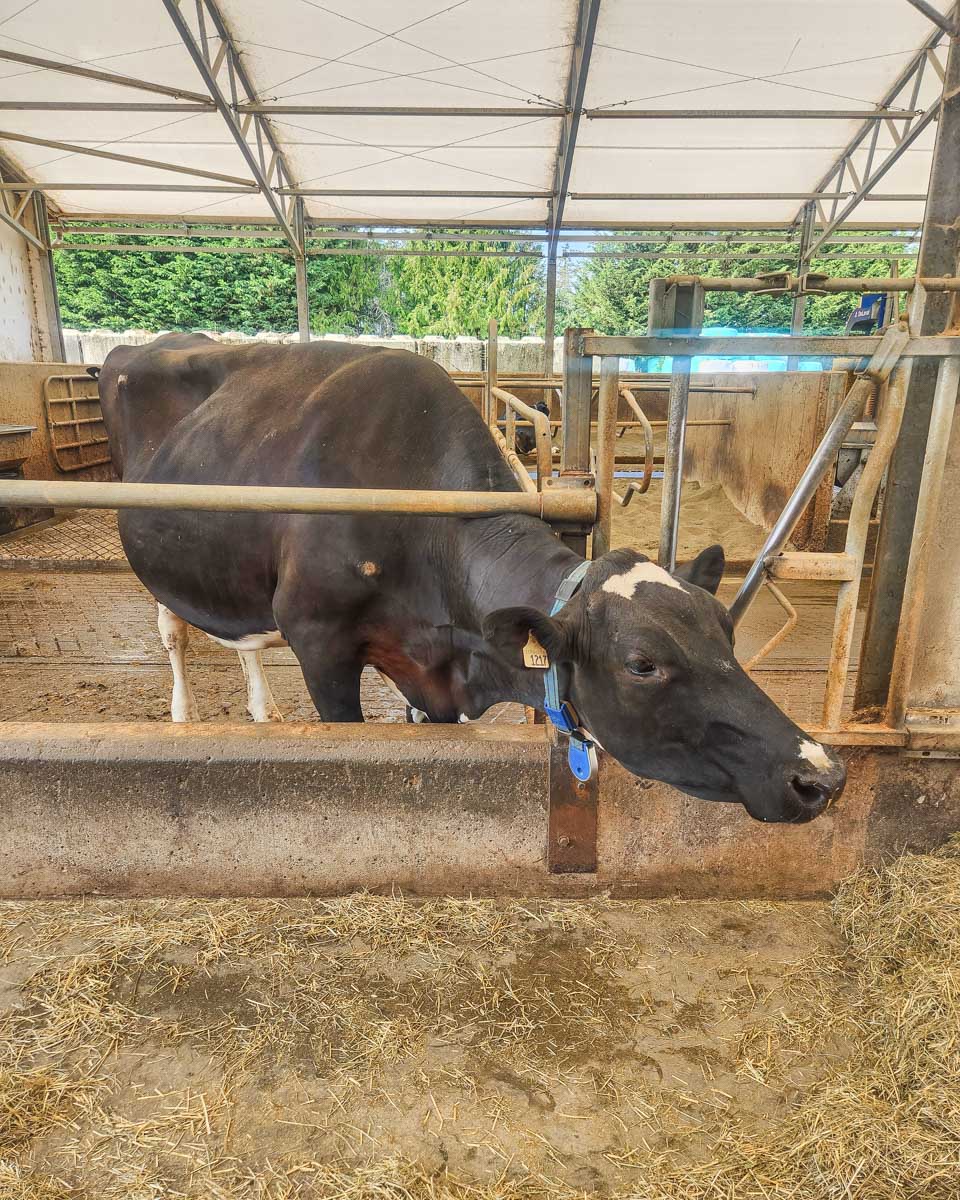 A-cow-seen during a cheese making tour from Puglia Italy