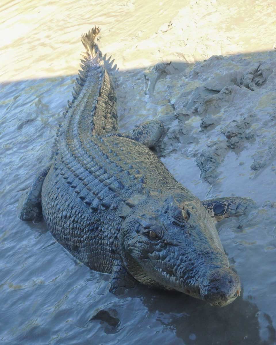 A-crocodile-seen-on-a-tour-from-Airlie