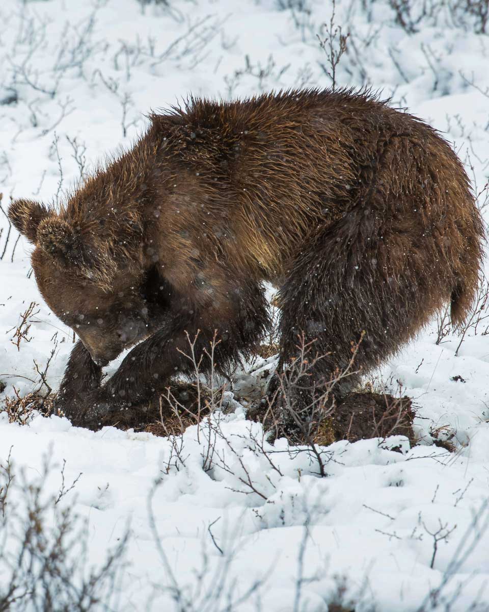 A grizzly bear in the snow at the Alaska Wildlife Conservation Center on a tour from Anchorage Alaska (1)