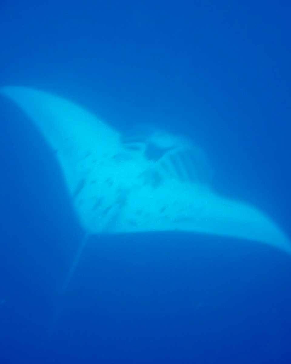 A-manta-ray-seen-on-a-scuba tour of Bora Bora