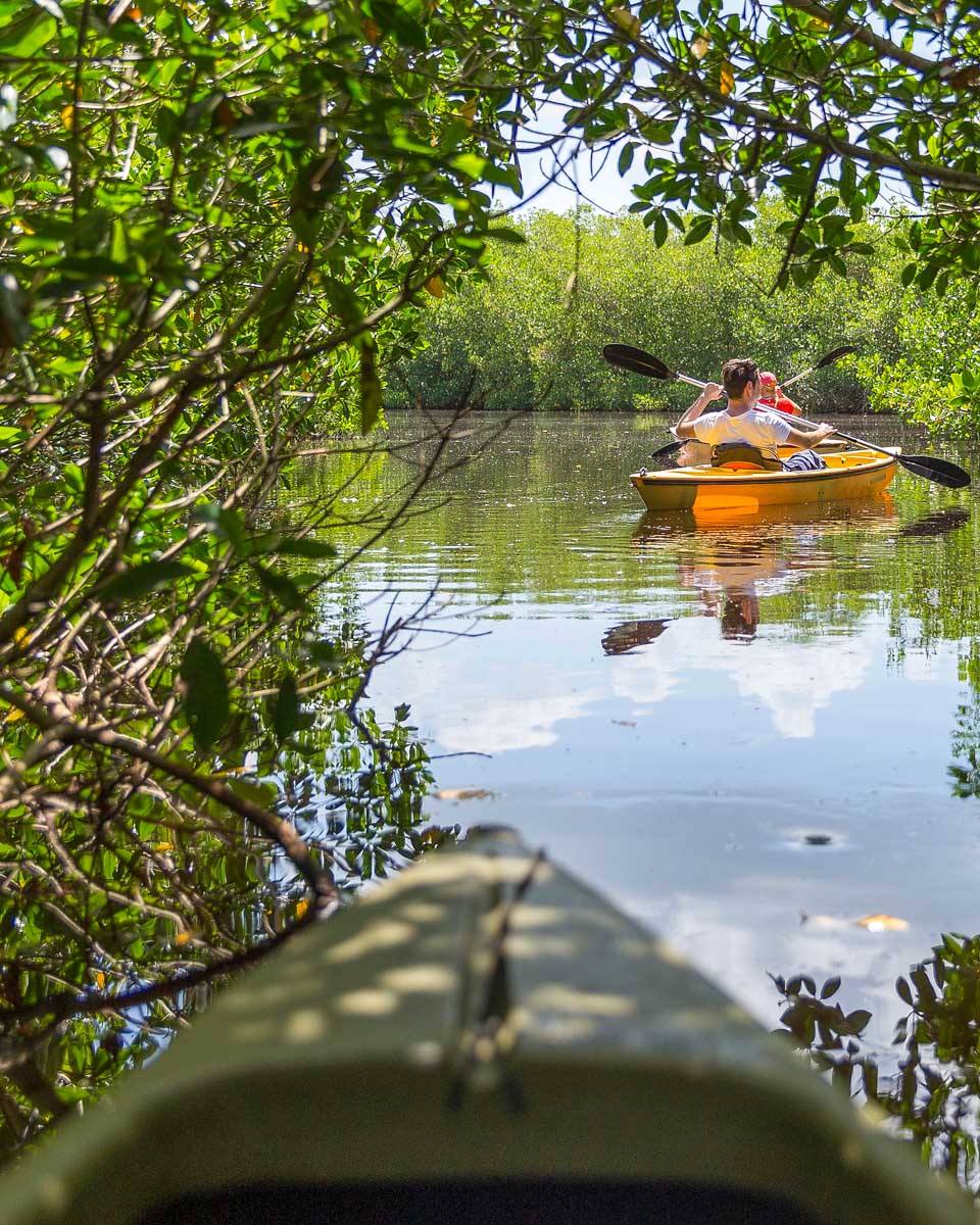 A person kayaks through mangroves in Adelaide