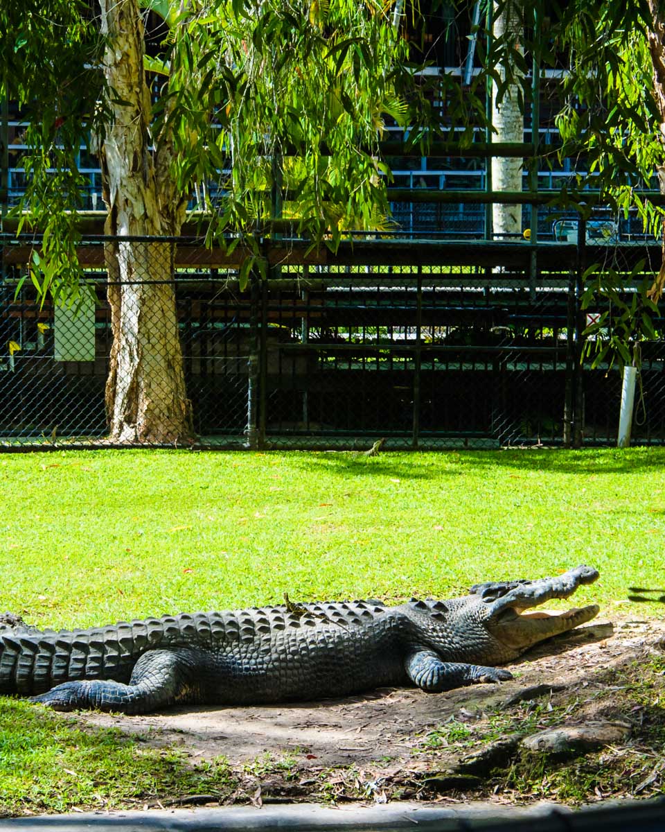 A resting crocodile at the Australia Zoo in Brisbane