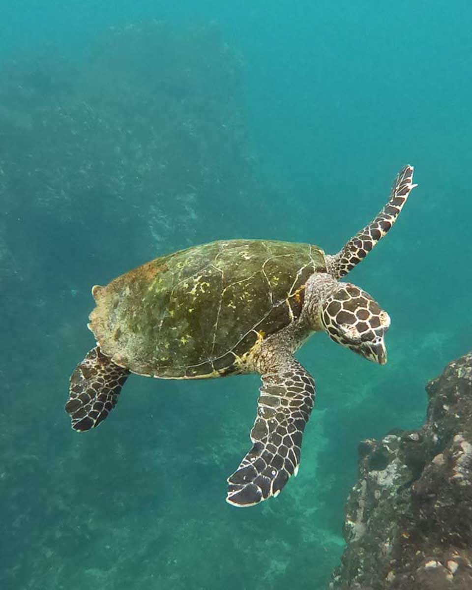A-sea-turtle-while-snorkelling-in Antigua and Barbuda