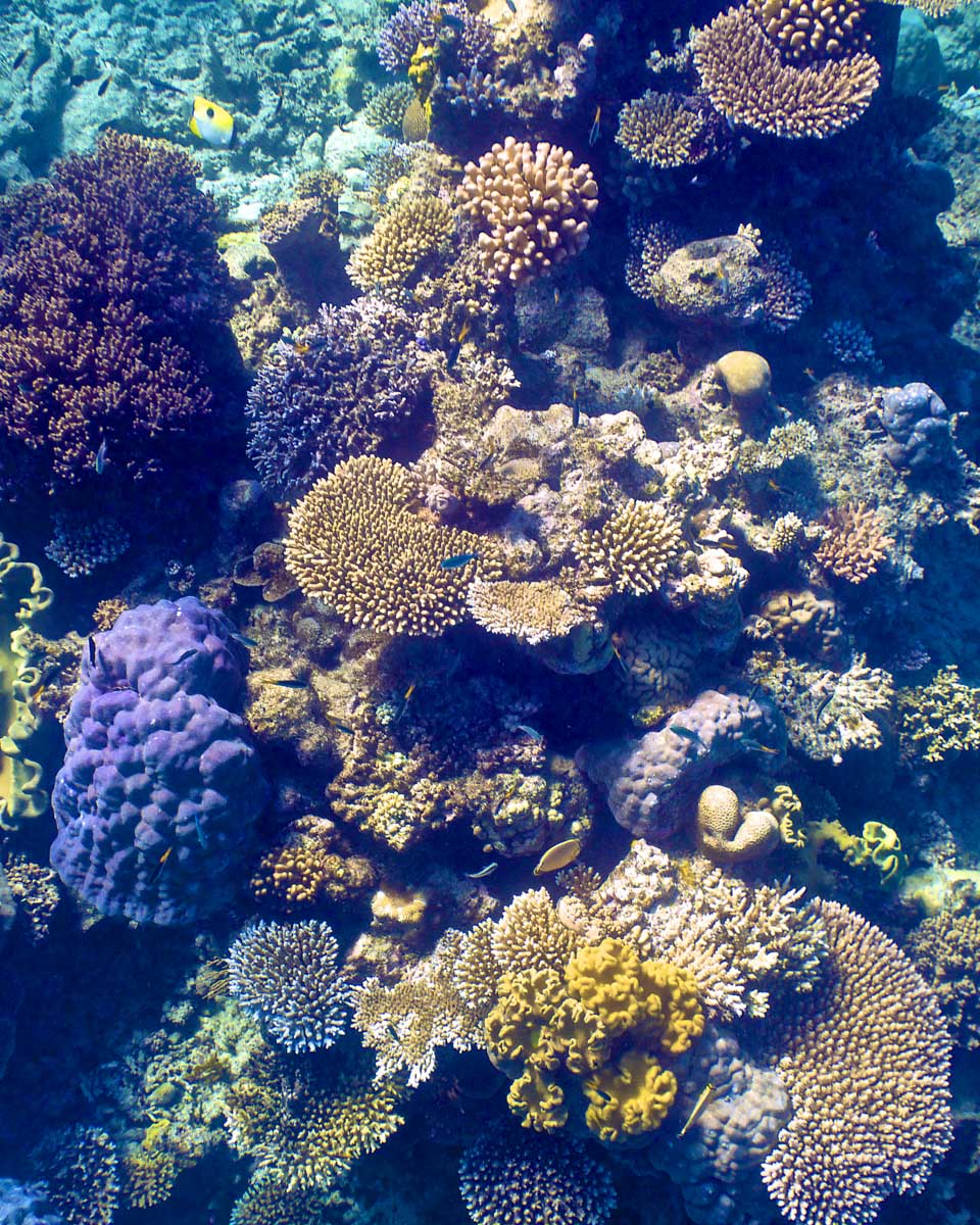 Coral-seen-in-Martinique