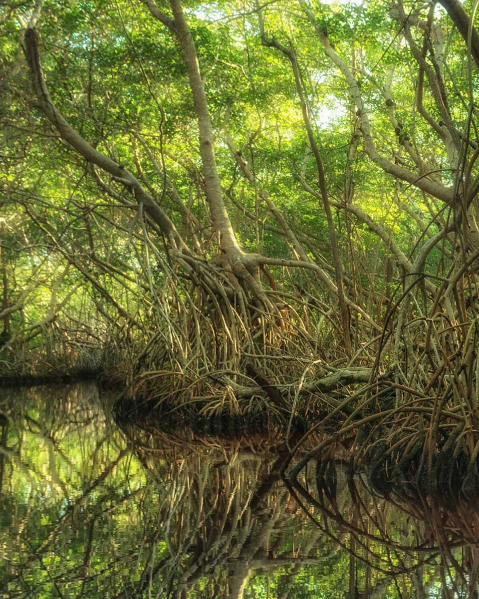 Mangroves seen on a tour from Martinique