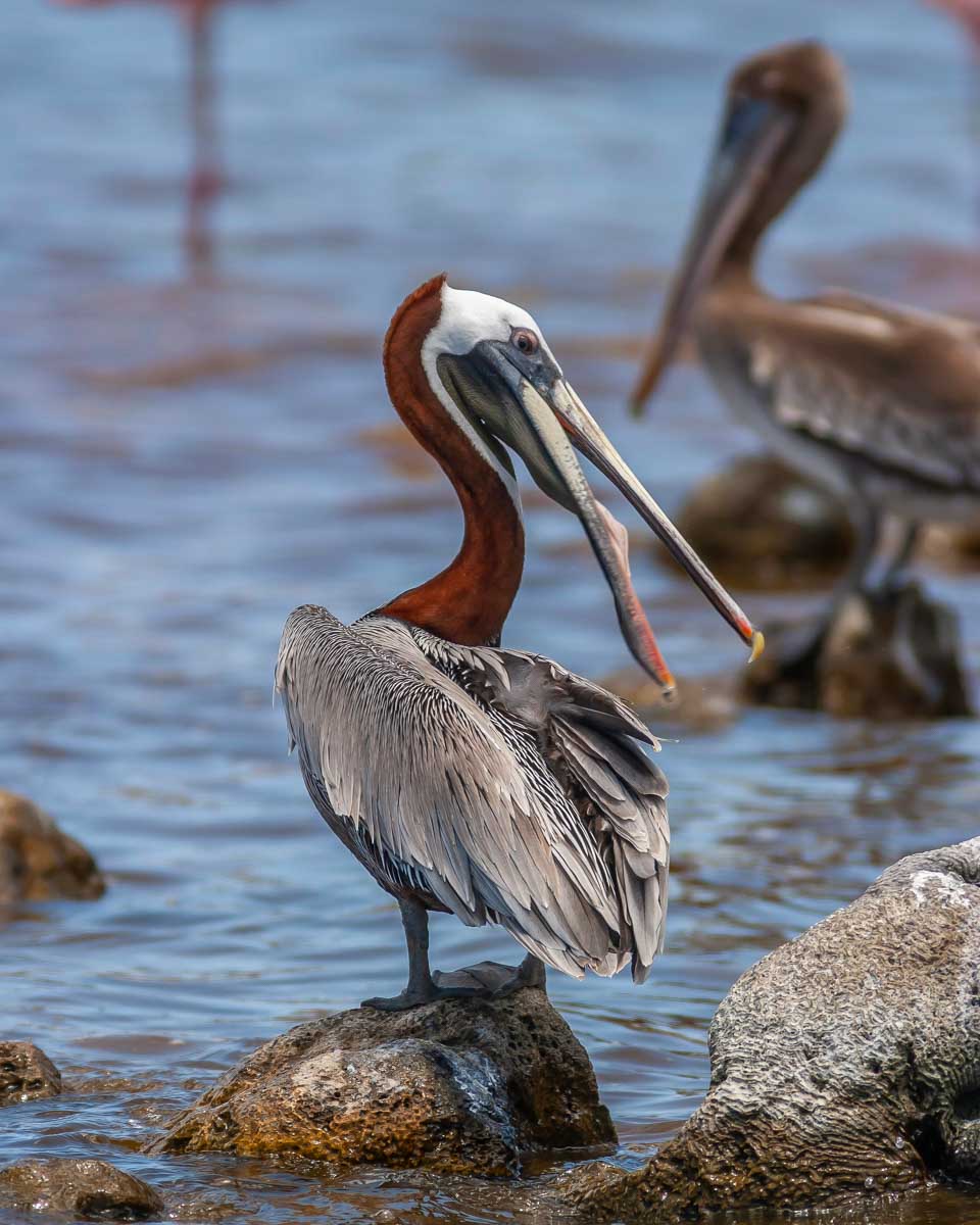 One of the birds we saw at in Washington Slagbaai National Park in Bonaire